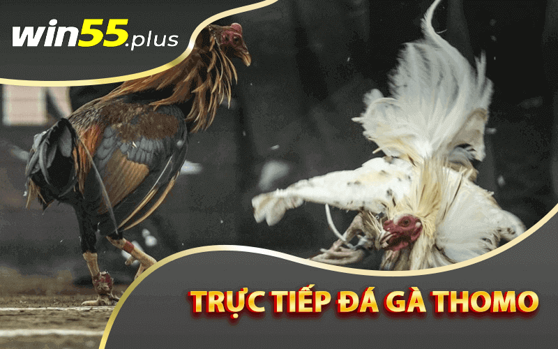 Trực tiếp đá gà Thomo